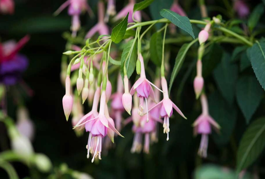 fuchsia winter care