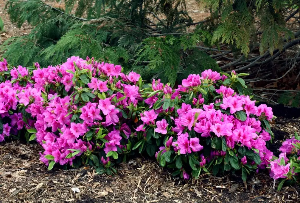 how to grow azaleas