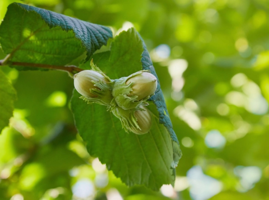 hazelnut tree varieties hazelnut tree varieties