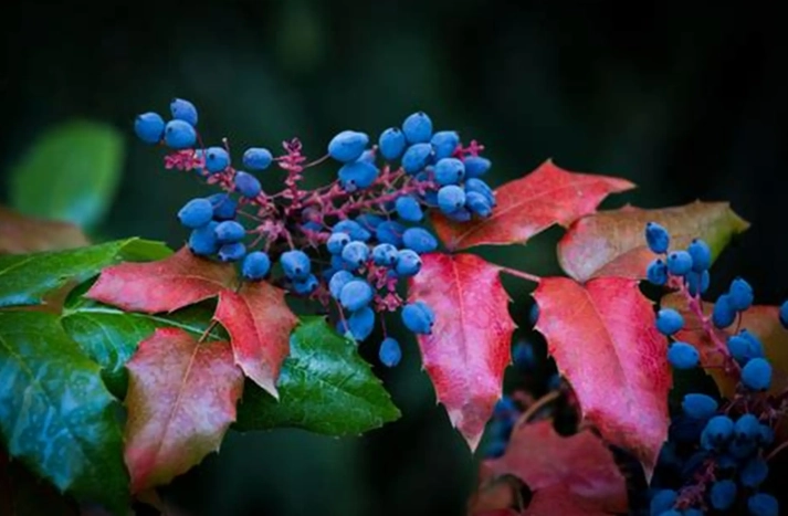 Mahonia aquifolium Mahonia aquifolium