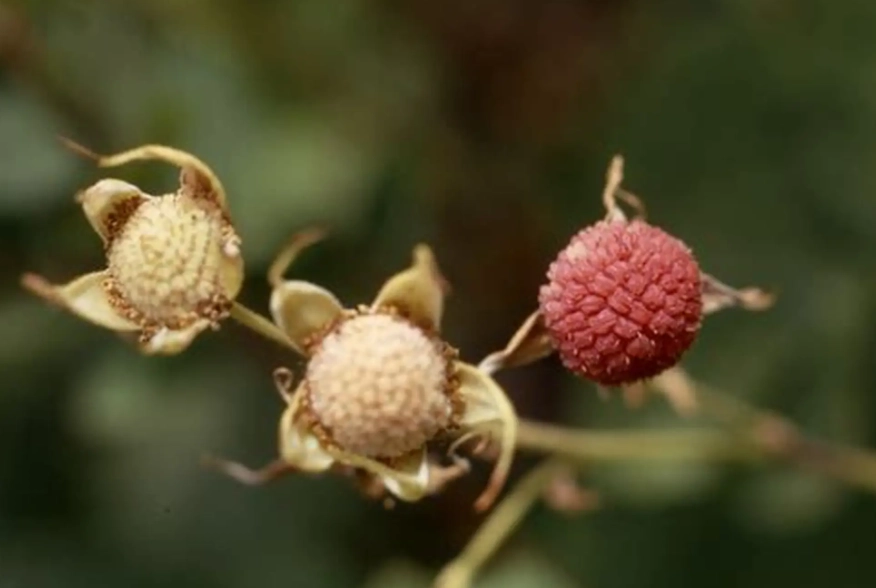thimbleberry plant