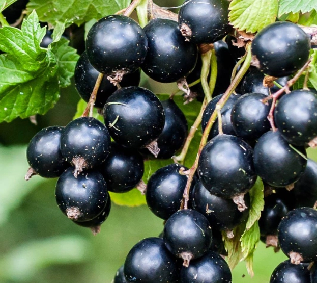 currant plant care