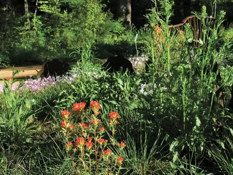 plant species diversity