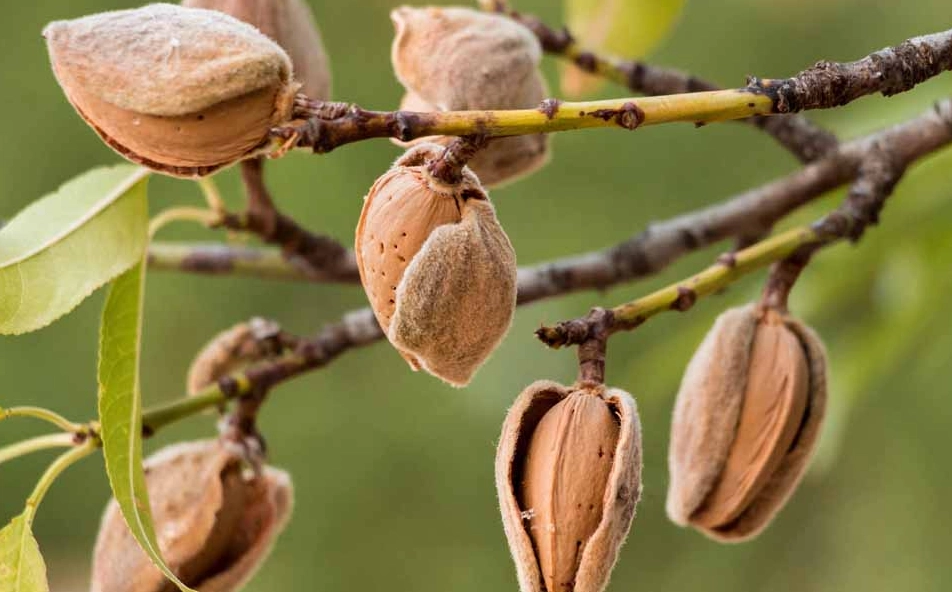 how to grow almonds how to grow almonds