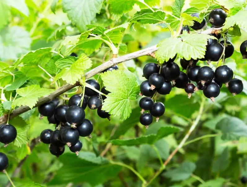 currant pruning techniques