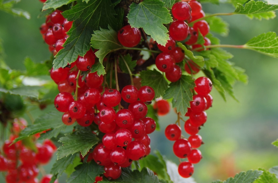growing blackcurrants