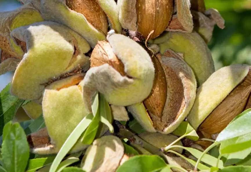 almond plant varieties almond plant varieties