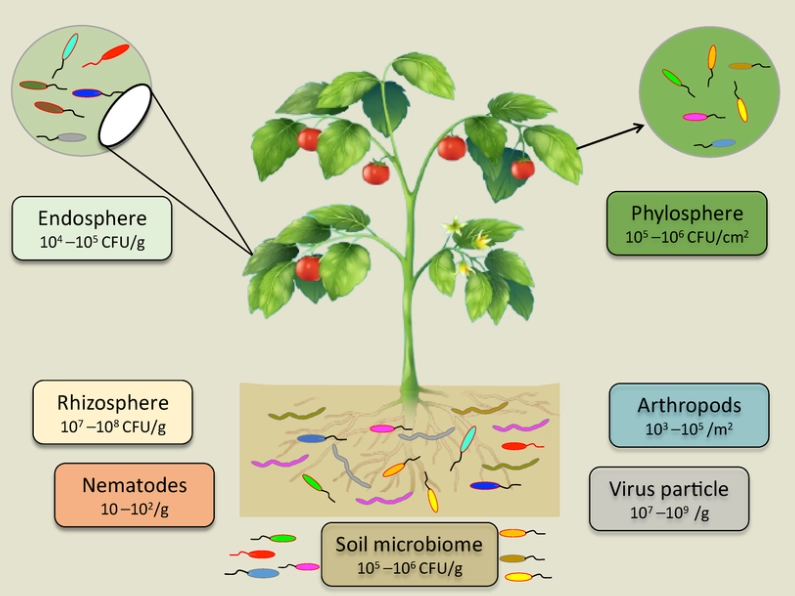 plant microbiome