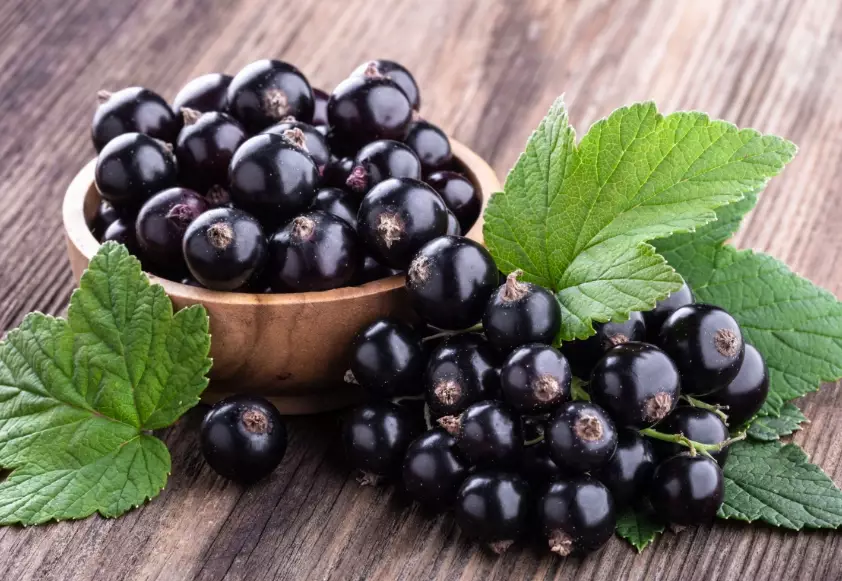 currant pruning techniques