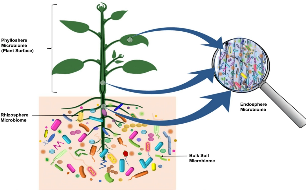 soil microbiome gardening