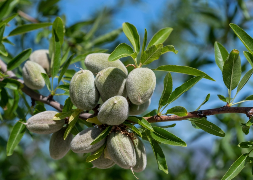 how to grow almonds how to grow almonds