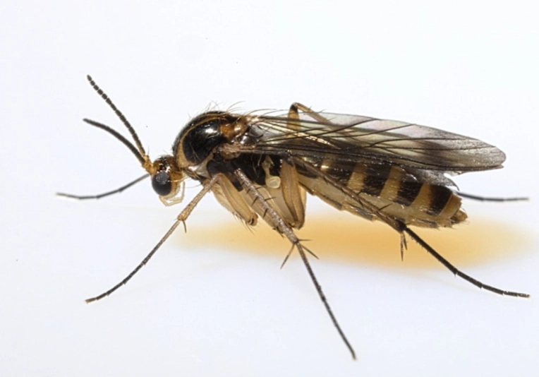 fungus gnat