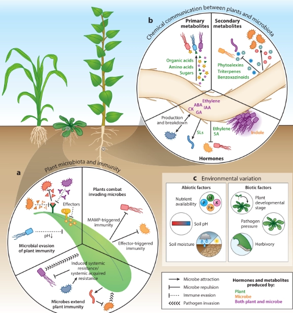 microbial inoculants for plants