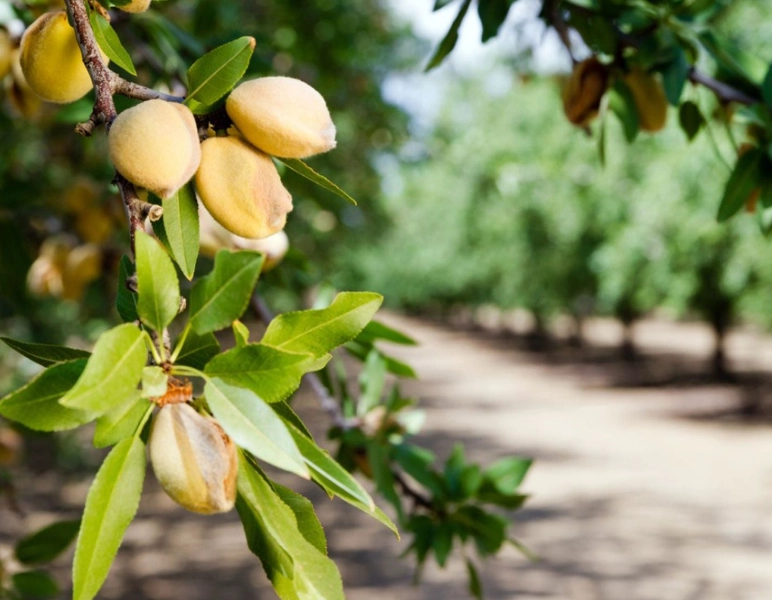 almond tree care almond tree care