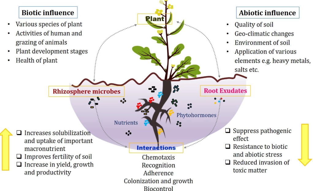 soil microbiome gardening
