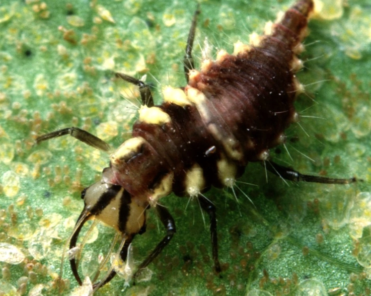 aphid lion
