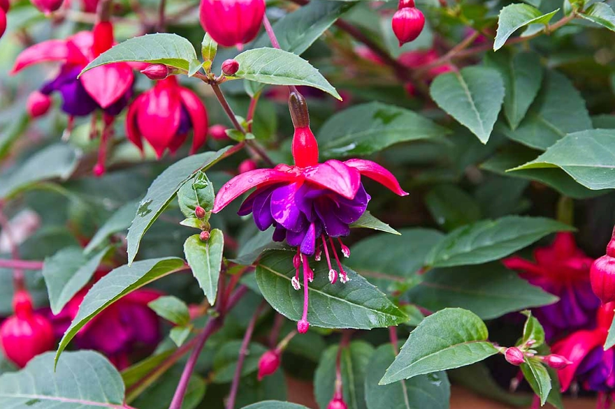 fuchsia varieties