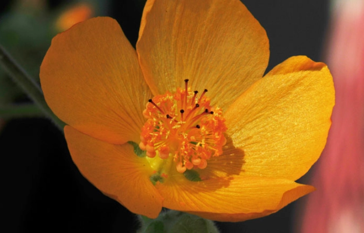 abutilon flowering maple
