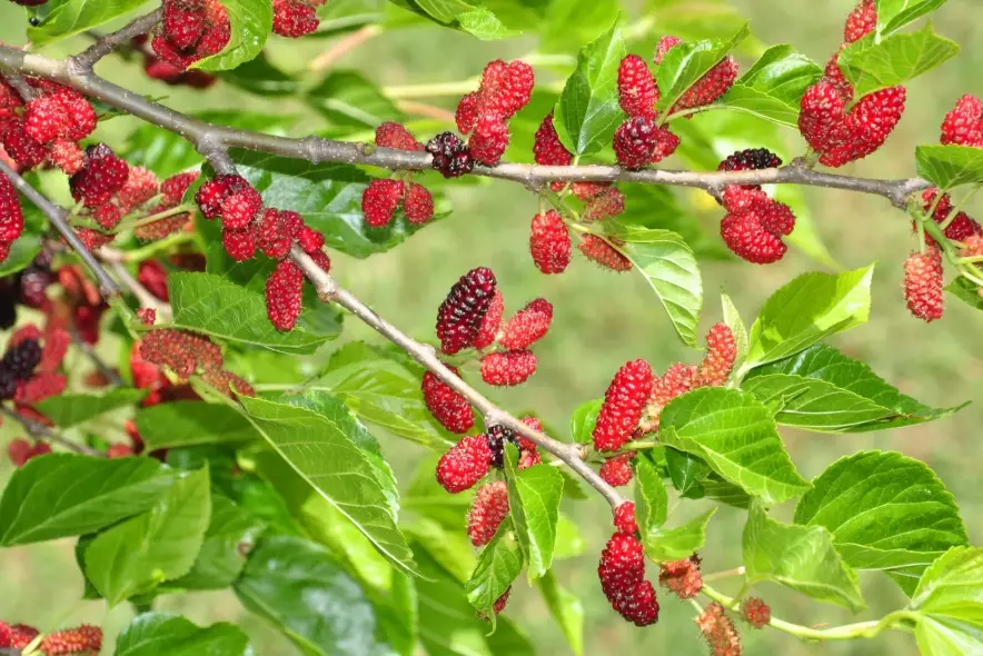 mulberry tree care