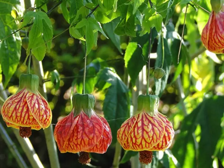 abutilon plant care