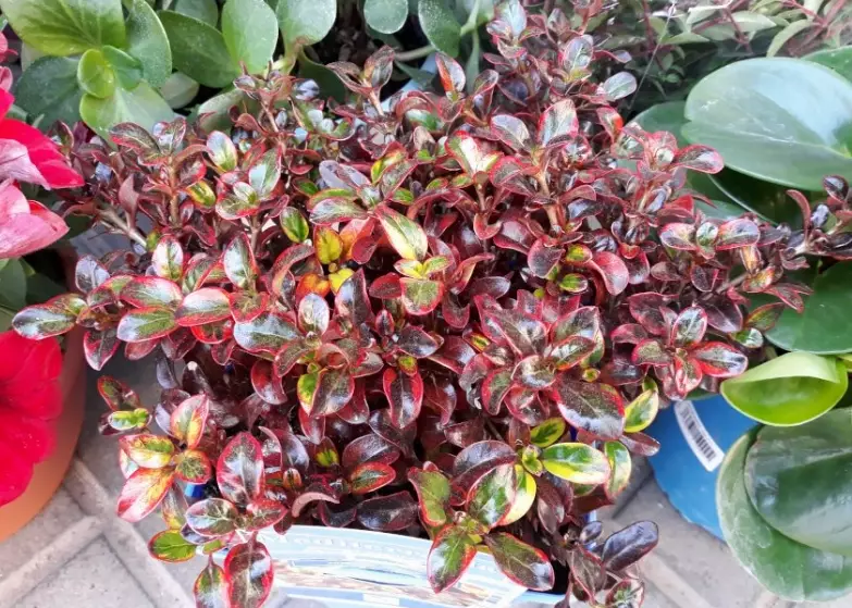 coprosma plant care