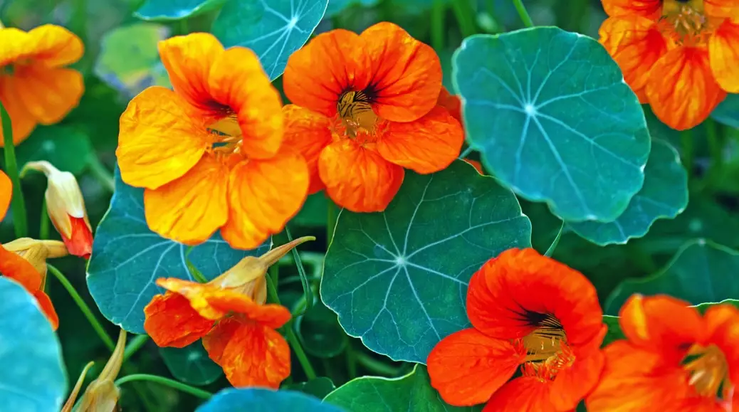 growing nasturtium