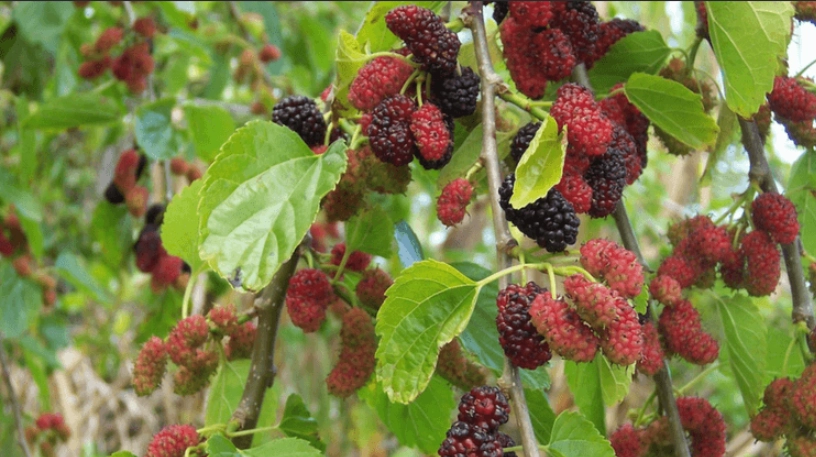 how to grow mulberry tree