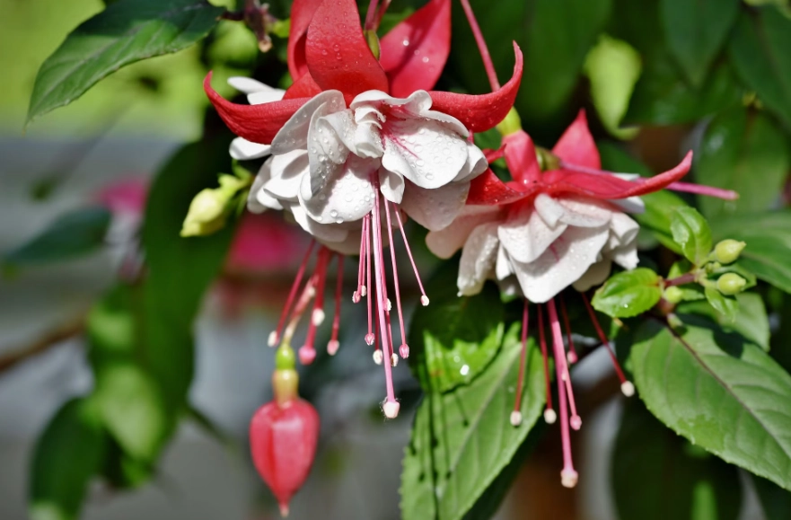 fuchsia plant care