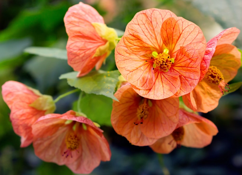 abutilon indian mallow