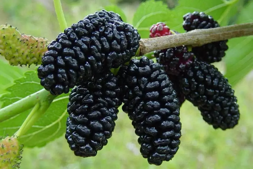 how to grow mulberry tree