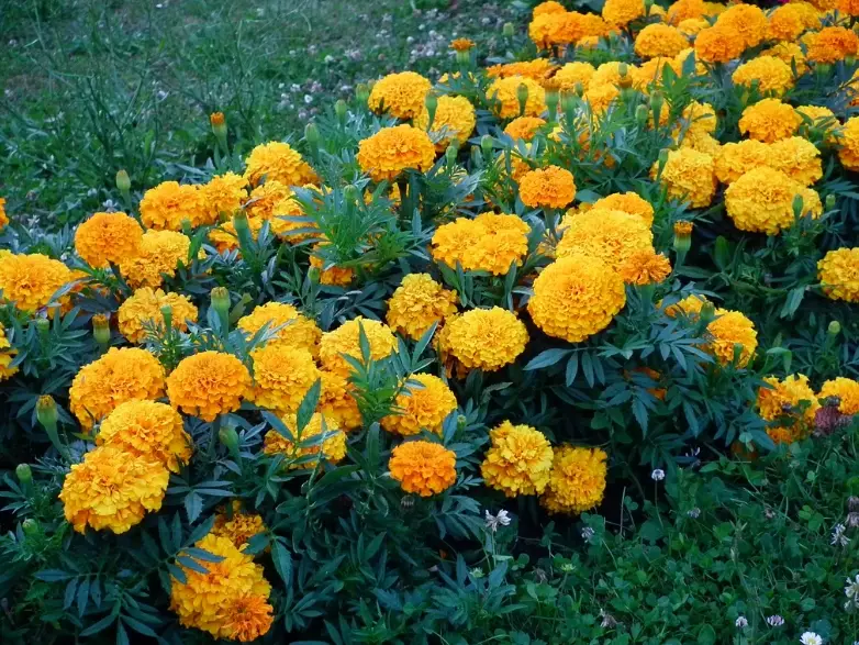 french marigold benefits