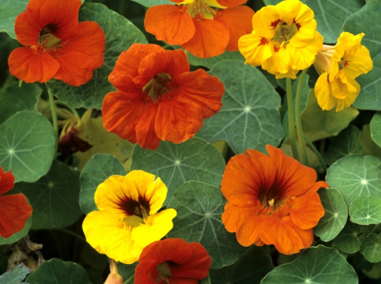 growing nasturtium
