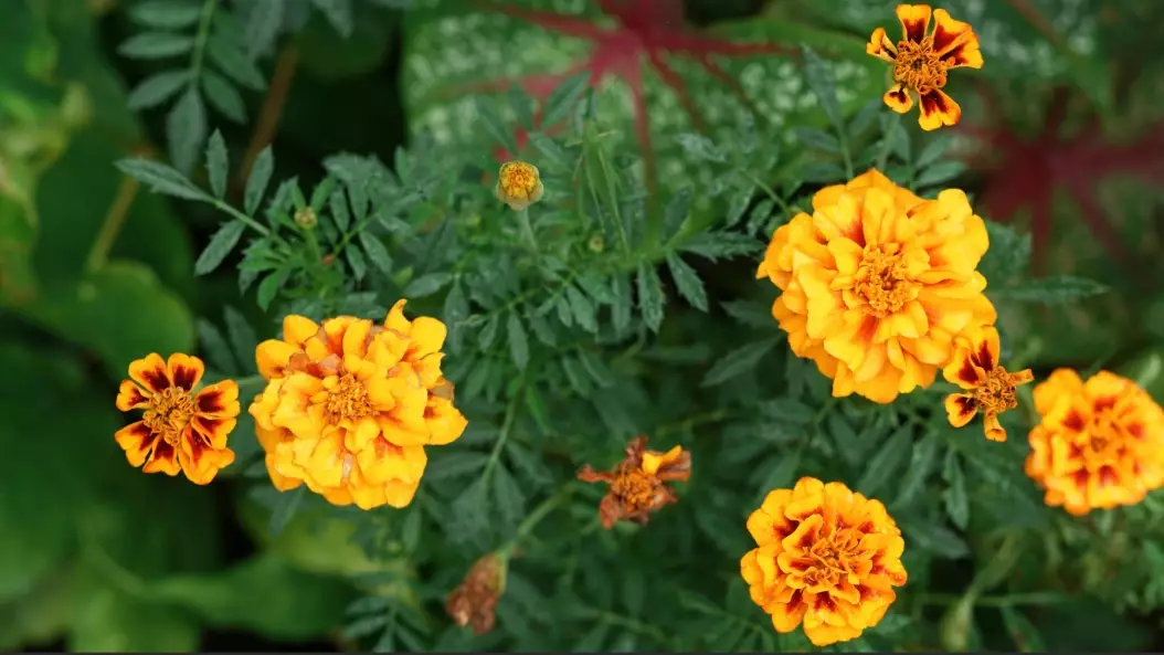 french marigold benefits