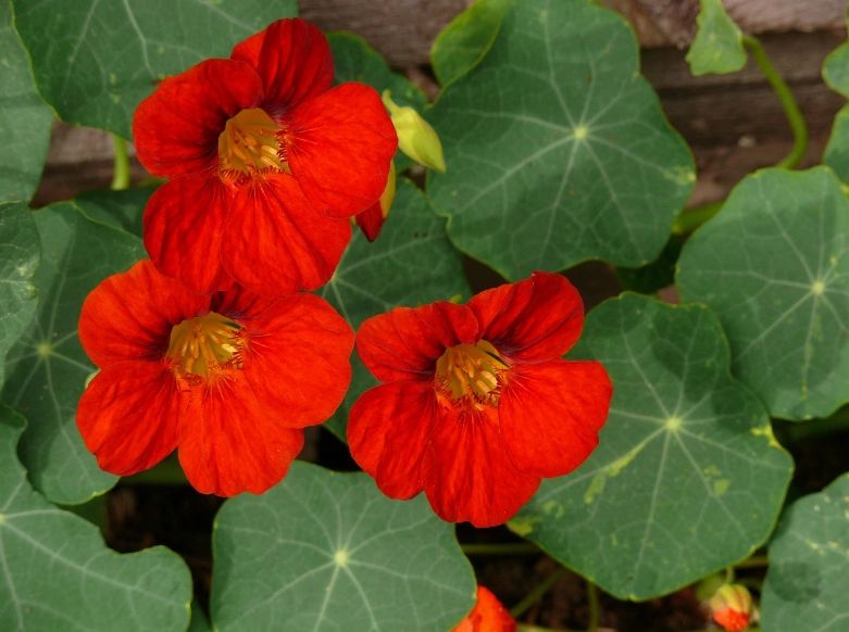 nasturtium plant care