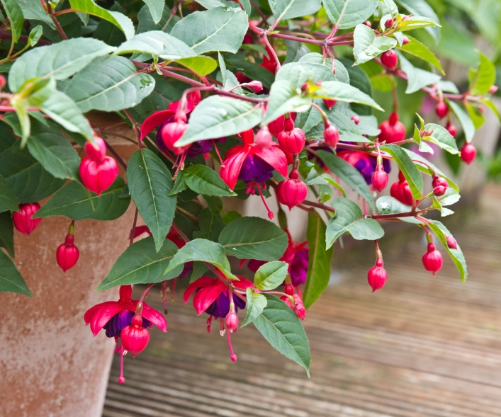 fuschia plants