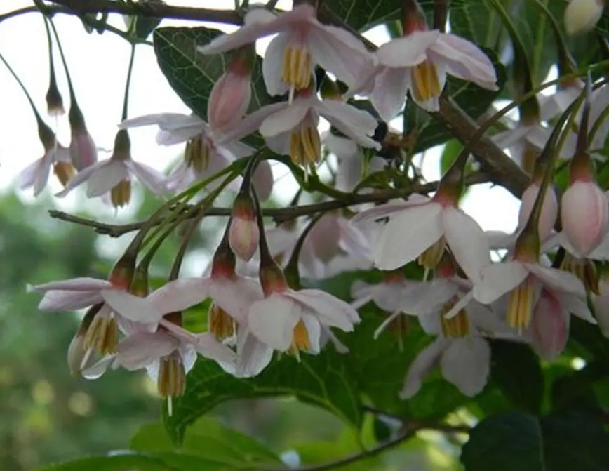 fragrant snowbell fragrant snowbell