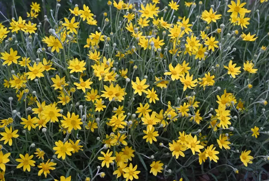 eriophyllum lanatum oregon sunshine