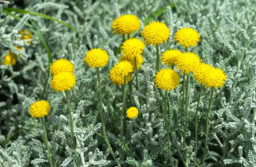 how to prune santolina