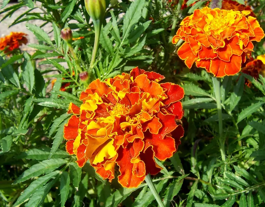 growing tagetes growing tagetes