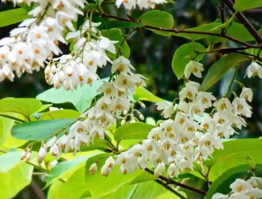 styrax plant