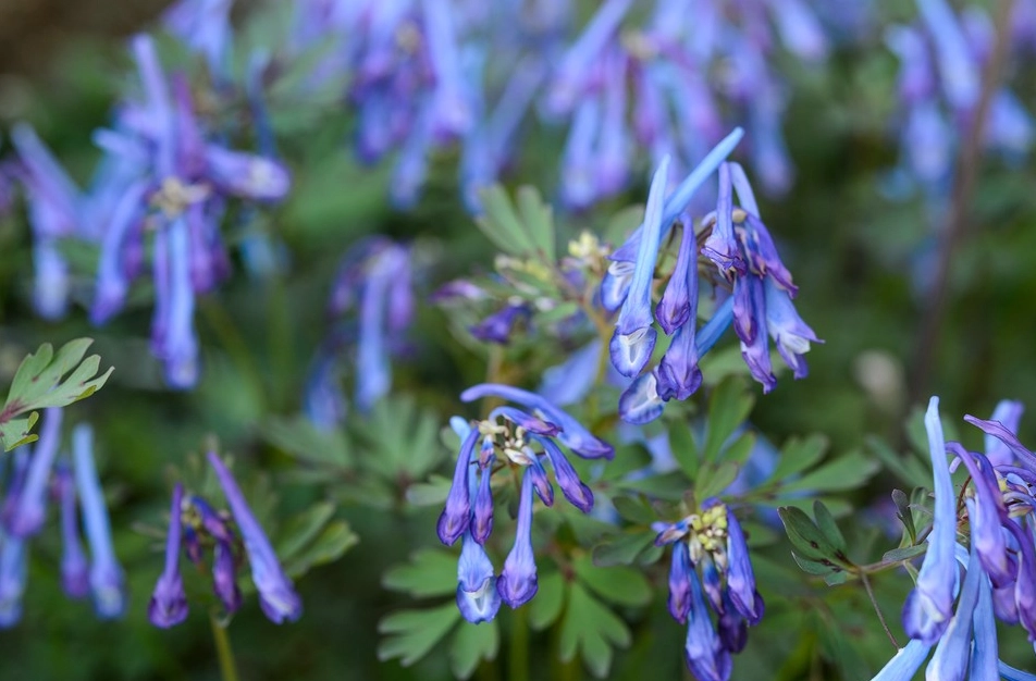corydalis plant care corydalis plant care
