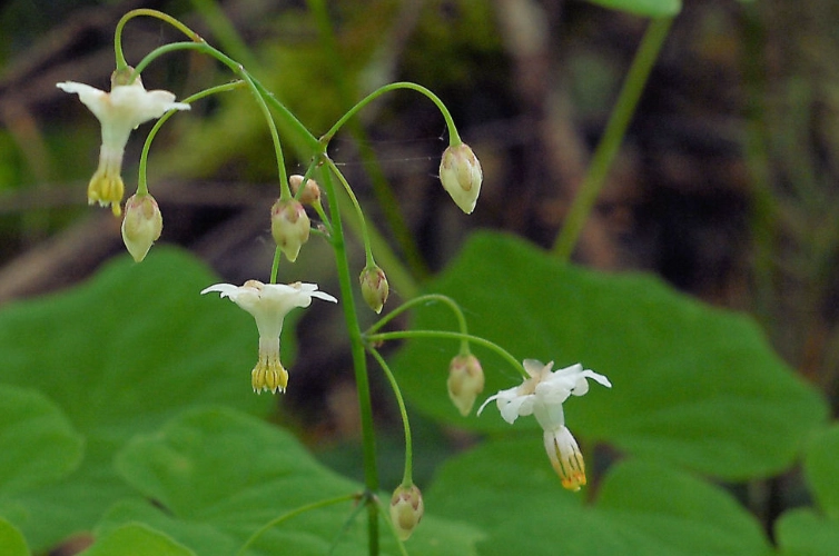 care for inside out flower