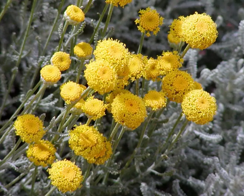 santolina plant care