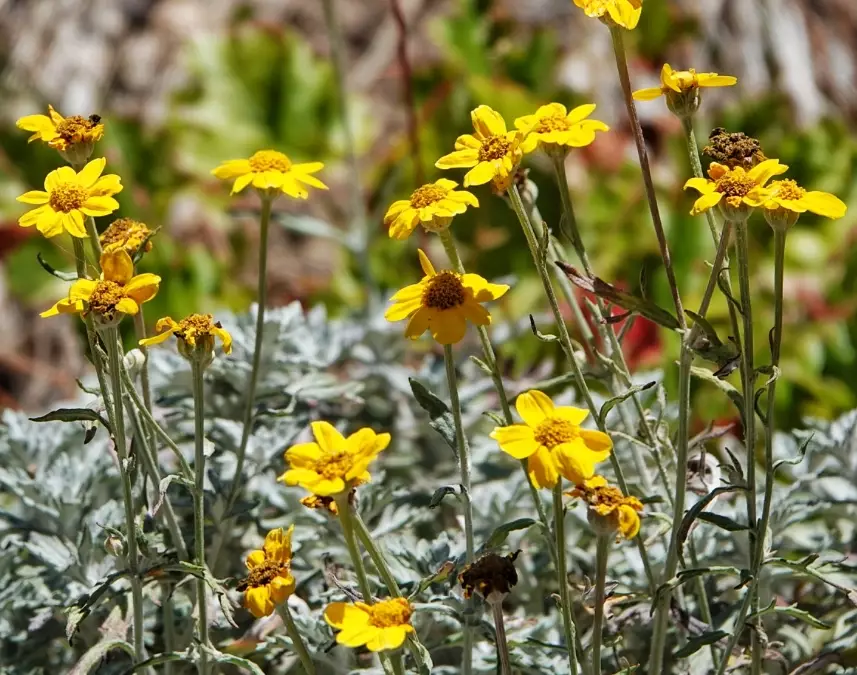 oregon sunshine plant