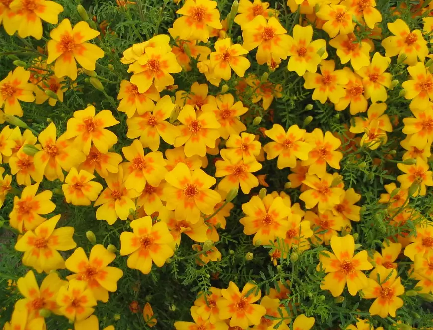 growing tagetes growing tagetes