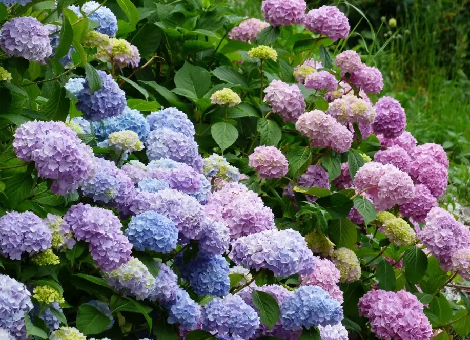 change hydrangea color change hydrangea color