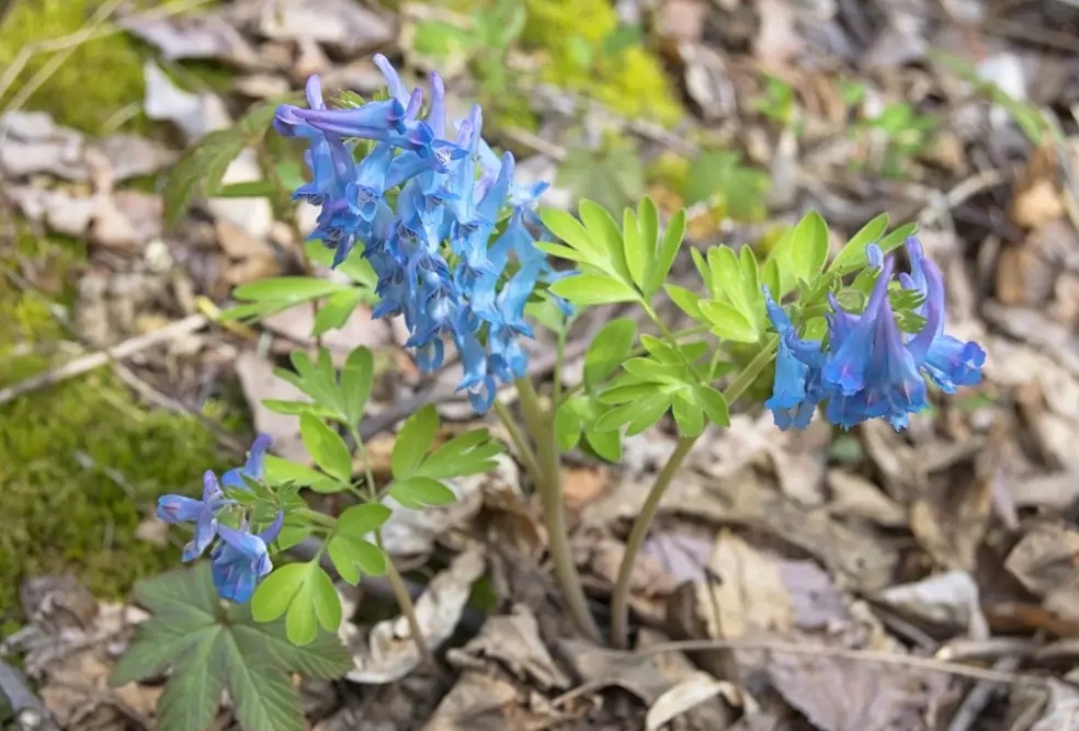 how to grow corydalis how to grow corydalis