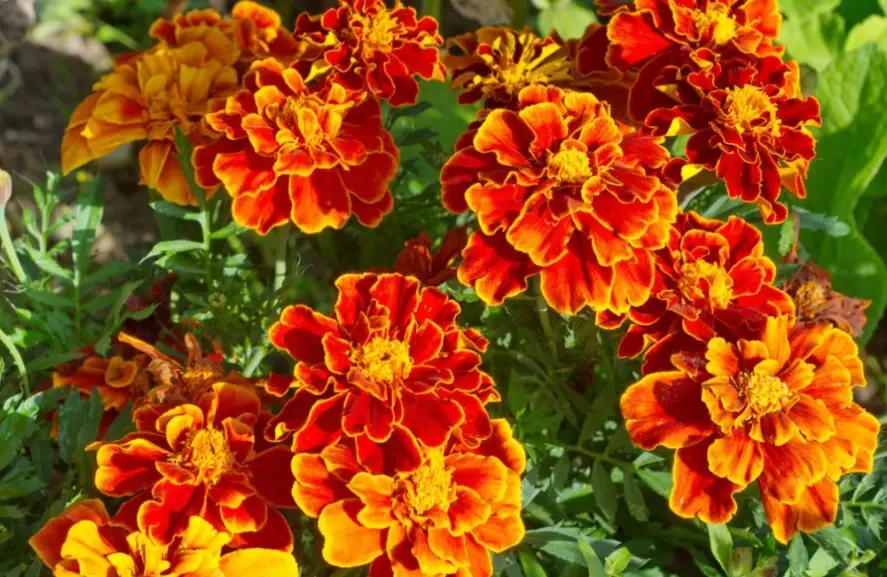 tagetes