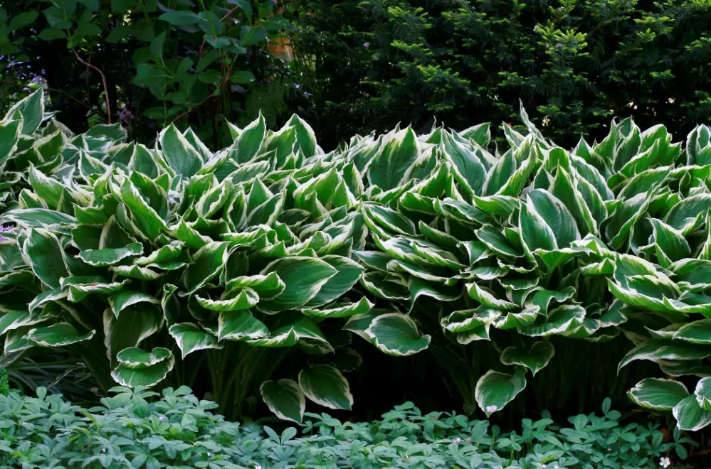 shade tolerant plants