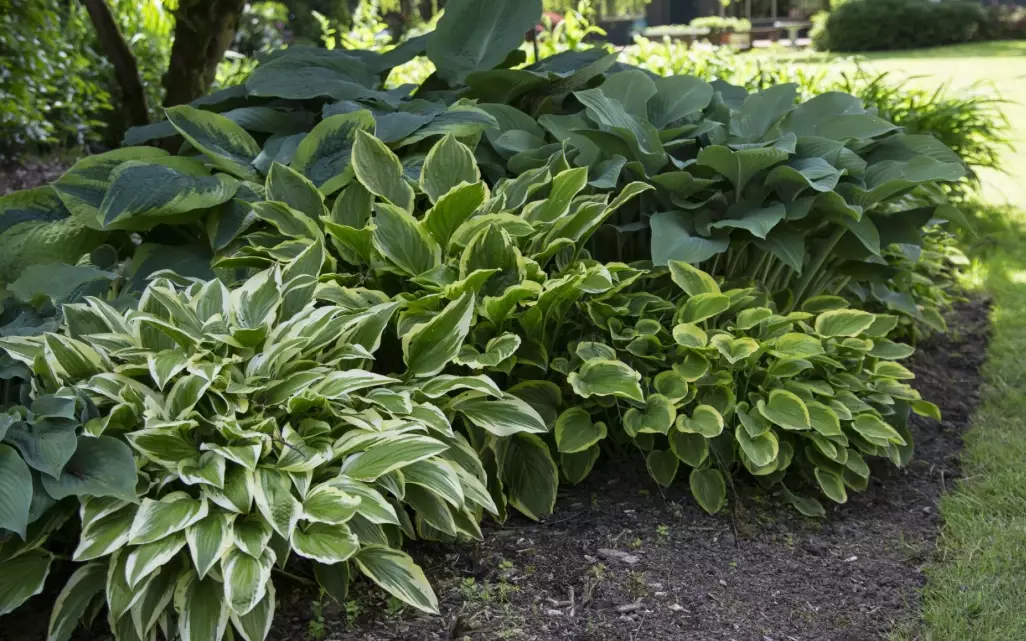plants for shade plants for shade